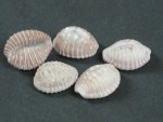 PUSULA RADIANS